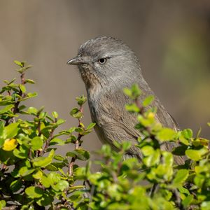 Preview wallpaper wrentit, bird, tree, leaves