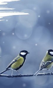 Preview wallpaper wrist, hand, illustration, branch, tits, birds, snow