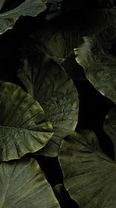 Preview wallpaper xanthosoma, plant, leaves, green
