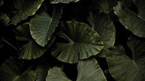 Preview wallpaper xanthosoma, plant, leaves, green
