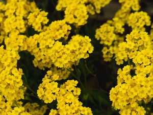 Preview wallpaper yarrow, flower, yellow