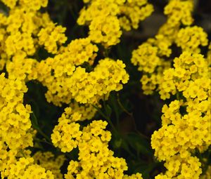 Preview wallpaper yarrow, flower, yellow