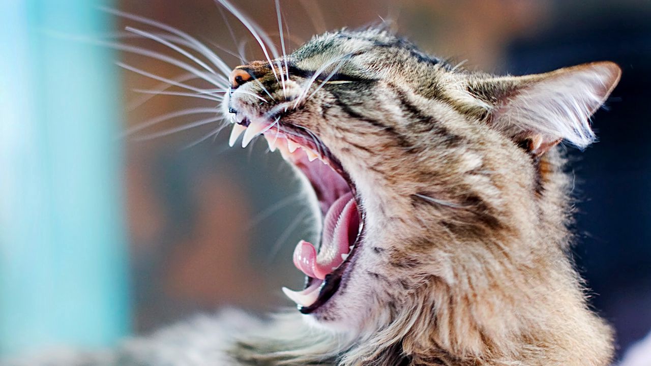 Wallpaper yawning, cat, aggression