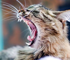 Preview wallpaper yawning, cat, aggression