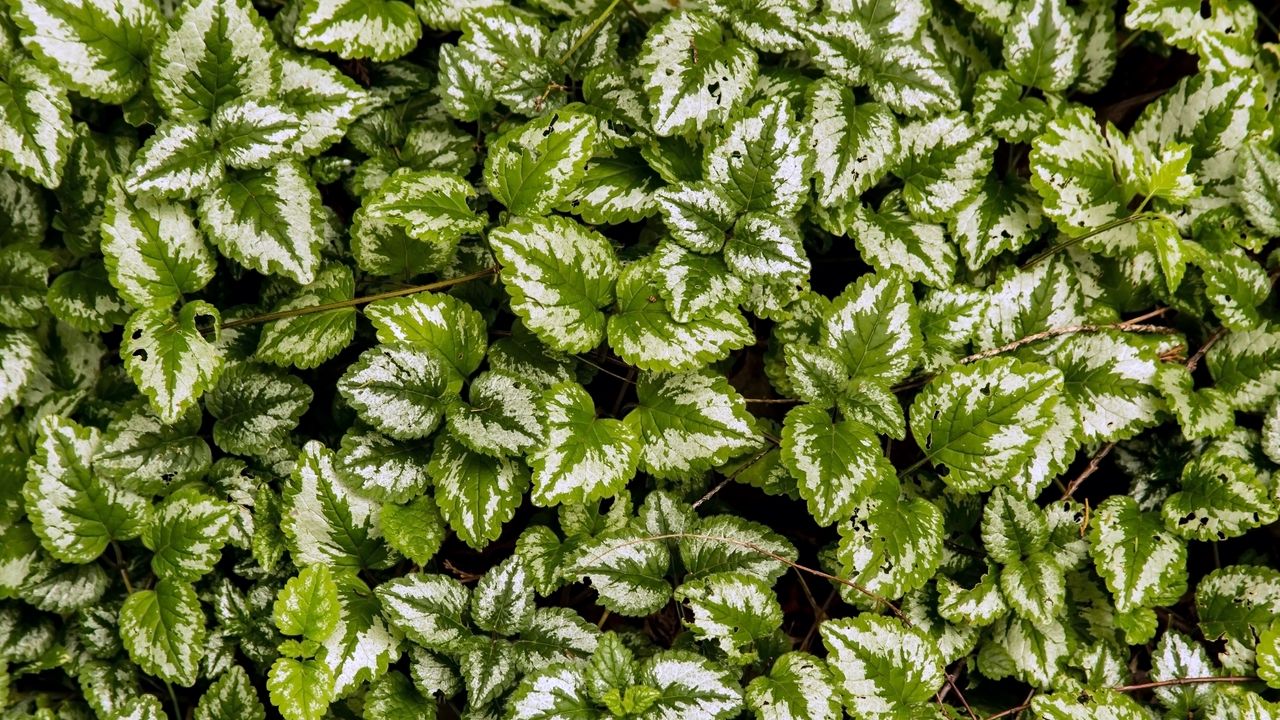 Wallpaper yellow archangel, plant, leaves, macro