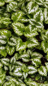 Preview wallpaper yellow archangel, plant, leaves, macro