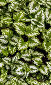 Preview wallpaper yellow archangel, plant, leaves, macro