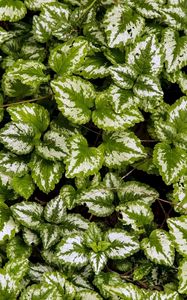 Preview wallpaper yellow archangel, plant, leaves, macro