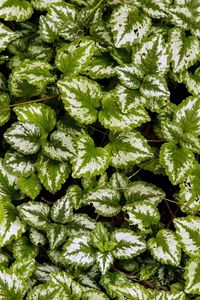 Preview wallpaper yellow archangel, plant, leaves, macro