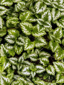 Preview wallpaper yellow archangel, plant, leaves, macro