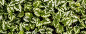 Preview wallpaper yellow archangel, plant, leaves, macro