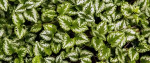 Preview wallpaper yellow archangel, plant, leaves, macro