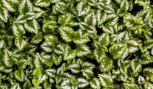 Preview wallpaper yellow archangel, plant, leaves, macro