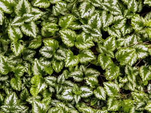 Preview wallpaper yellow archangel, plant, leaves, macro