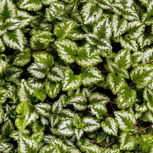 Preview wallpaper yellow archangel, plant, leaves, macro