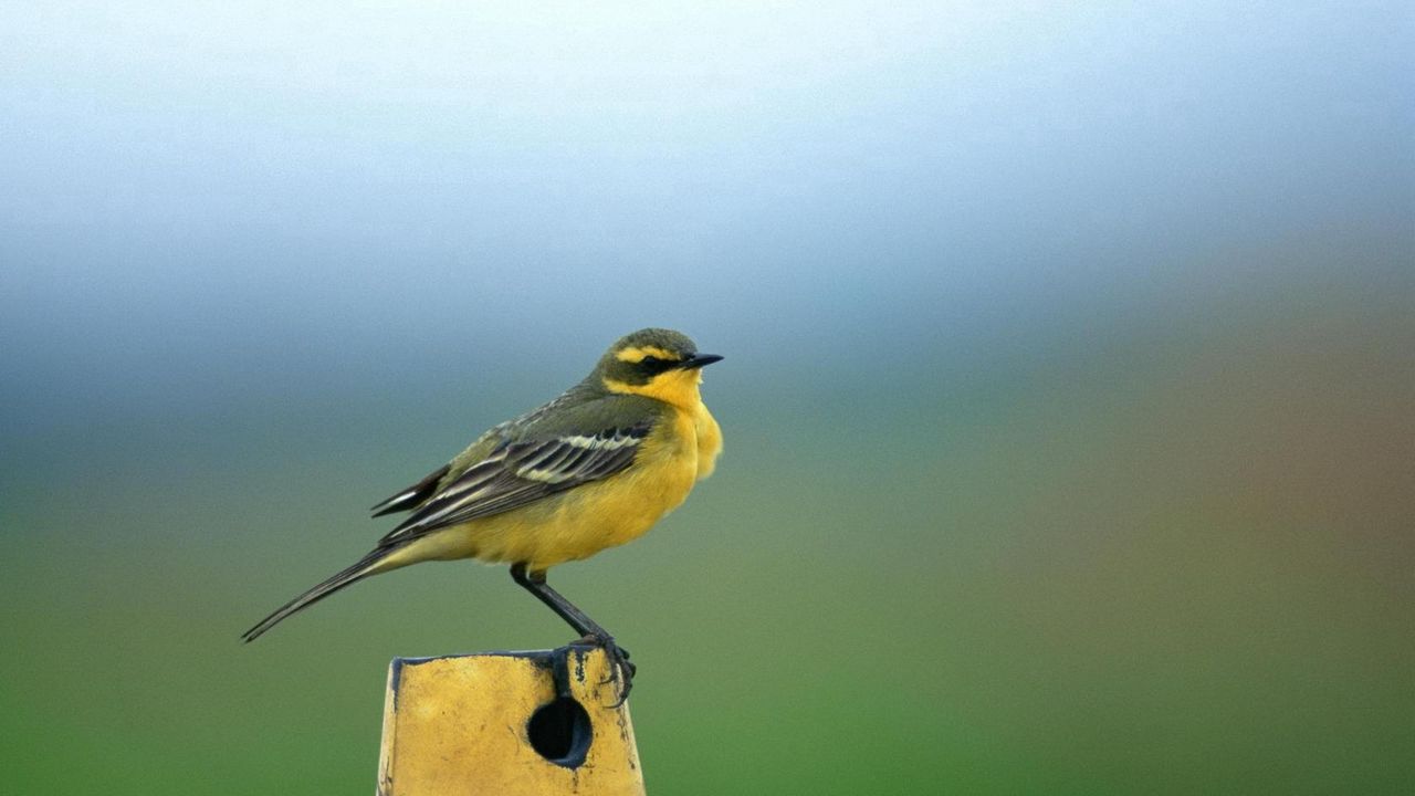 Wallpaper yellow, bird, background, stand