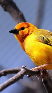 Preview wallpaper yellow bird, bird, branch, sit, bright color