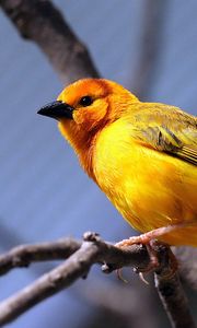 Preview wallpaper yellow bird, bird, branch, sit, bright color