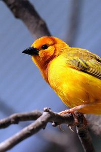 Preview wallpaper yellow bird, bird, branch, sit, bright color