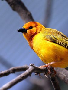 Preview wallpaper yellow bird, bird, branch, sit, bright color