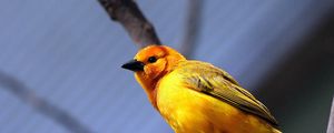 Preview wallpaper yellow bird, bird, branch, sit, bright color