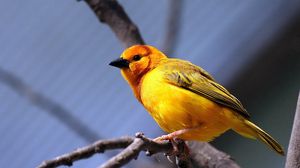 Preview wallpaper yellow bird, bird, branch, sit, bright color