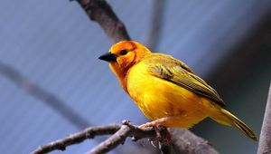 Preview wallpaper yellow bird, bird, branch, sit, bright color