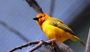 Preview wallpaper yellow bird, bird, branch, sit, bright color