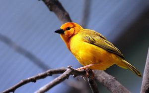 Preview wallpaper yellow bird, bird, branch, sit, bright color