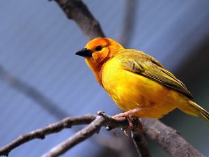 Preview wallpaper yellow bird, bird, branch, sit, bright color