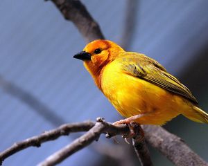 Preview wallpaper yellow bird, bird, branch, sit, bright color