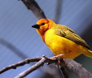 Preview wallpaper yellow bird, bird, branch, sit, bright color