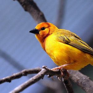 Preview wallpaper yellow bird, bird, branch, sit, bright color