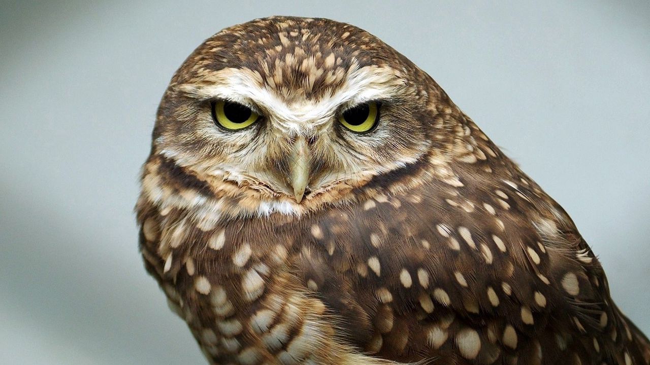 Wallpaper yellow eyes, owl, neglect, bird