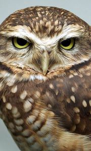 Preview wallpaper yellow eyes, owl, neglect, bird