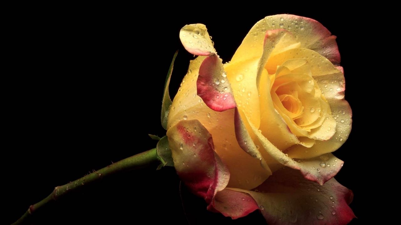 Wallpaper yellow, flower, flowers, petals, rose, pink