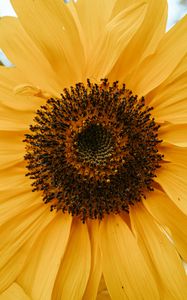 Preview wallpaper yellow flower, petals, flower, macro