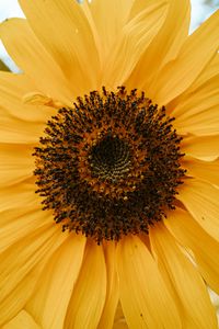 Preview wallpaper yellow flower, petals, flower, macro