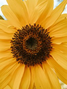 Preview wallpaper yellow flower, petals, flower, macro