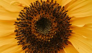 Preview wallpaper yellow flower, petals, flower, macro