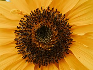 Preview wallpaper yellow flower, petals, flower, macro