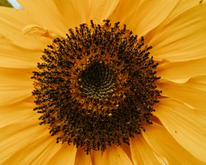 Preview wallpaper yellow flower, petals, flower, macro