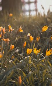 Preview wallpaper yellow flowers, flowers, bloom, grass