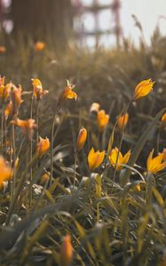 Preview wallpaper yellow flowers, flowers, bloom, grass