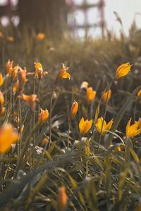 Preview wallpaper yellow flowers, flowers, bloom, grass