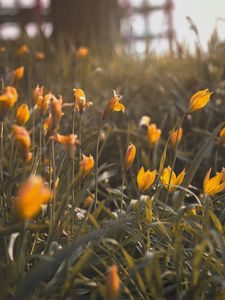 Preview wallpaper yellow flowers, flowers, bloom, grass