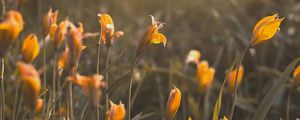 Preview wallpaper yellow flowers, flowers, bloom, grass