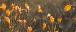 Preview wallpaper yellow flowers, flowers, bloom, grass