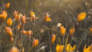 Preview wallpaper yellow flowers, flowers, bloom, grass