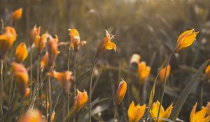 Preview wallpaper yellow flowers, flowers, bloom, grass